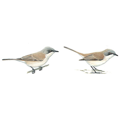 Whitethroat, Desert