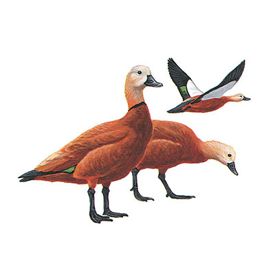 Shelduck, Ruddy