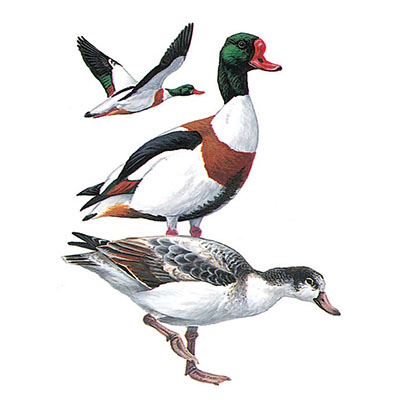 Shelduck, Common