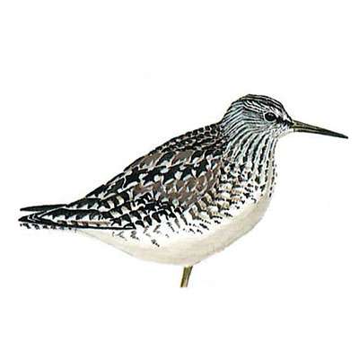 Sandpiper, Wood