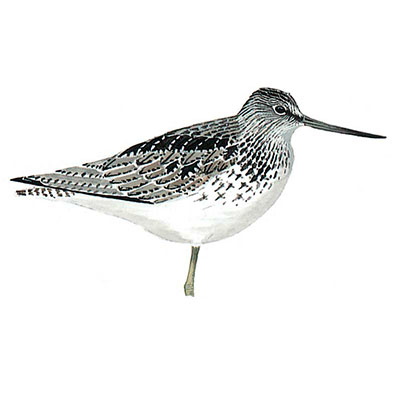 Greenshank, Common