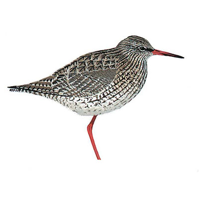 Redshank, Common