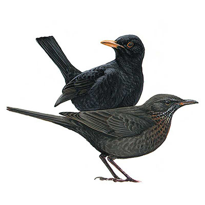 Blackbird, Eurasian