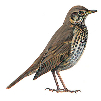 Thrush, Song