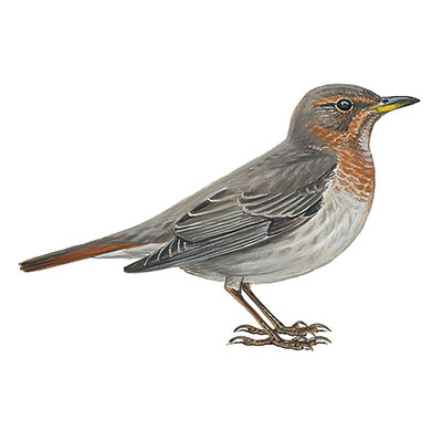 Thrush, Red-throated