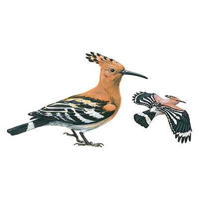 Hoopoe, Eurasian