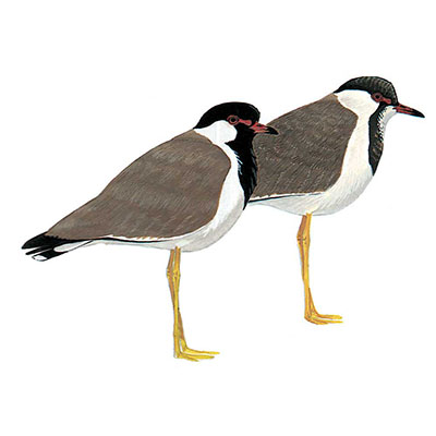 Lapwing, Red-wattled