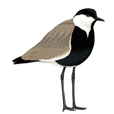 Lapwing, Spur-winged