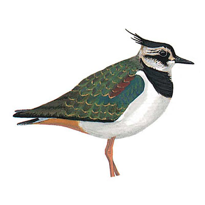 Lapwing, Northern