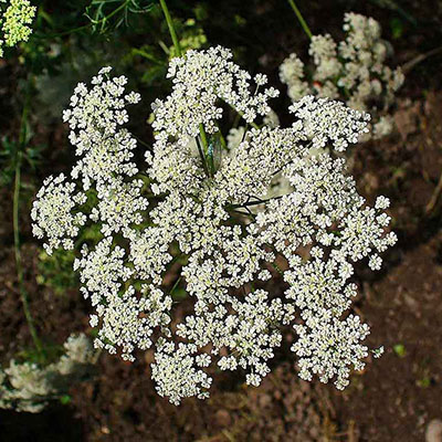 Bishop’s Weed