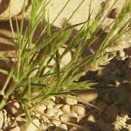 Needlegrass