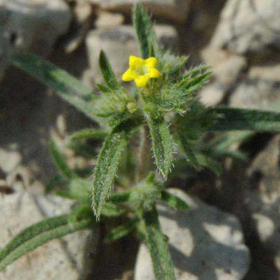 Arabian Primrose