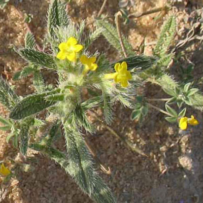 Arabian Primrose