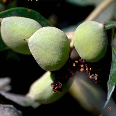 Mangrove, Qaram, Showra.