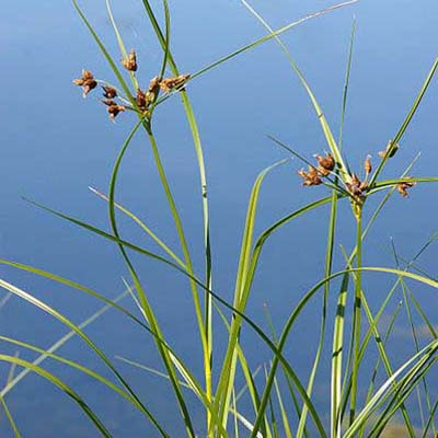 Bayonet Grass