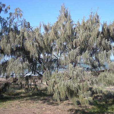 Casuarina