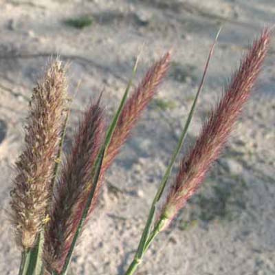 Foxtail Grass