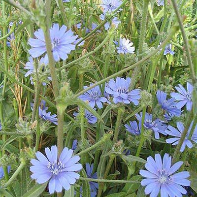 Dwarf Chicory