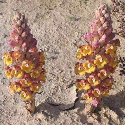 Desert Hyacinth