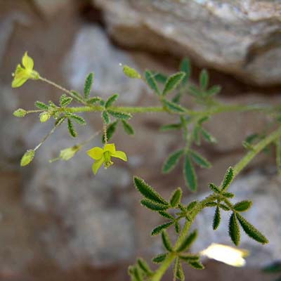 Cleome barbaran