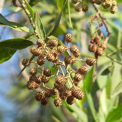 conocarpus