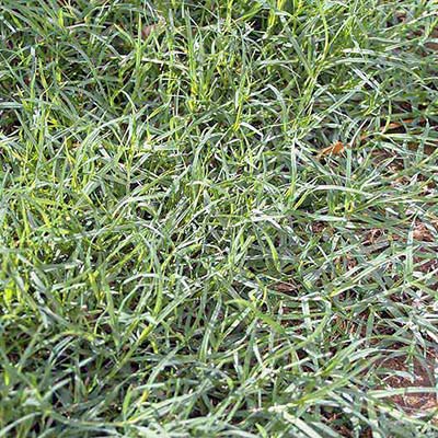 Bermuda Grass