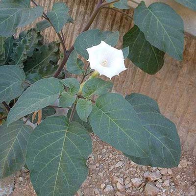 Sacred Datura