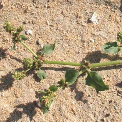 Prickly Dock