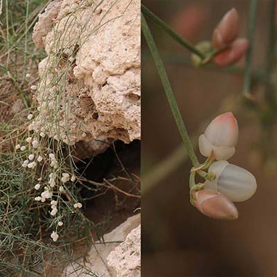 Shrubby Horsetail, Alanda