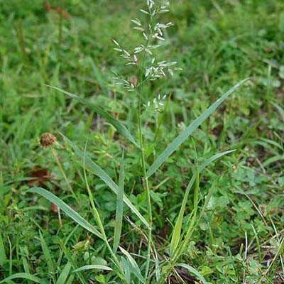 Stink-grass