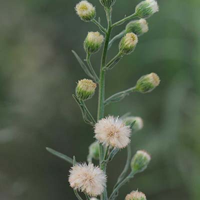 Fleabane Daisy