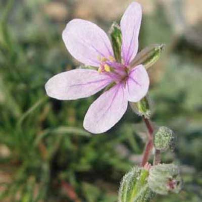 Cut-leaved Crane’s-bill