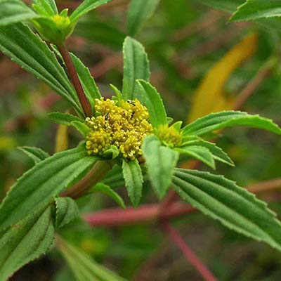 Clustered Yellowtops