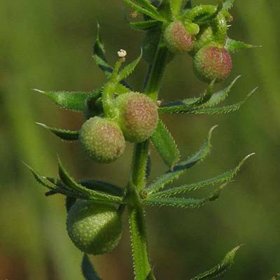 Corn Cleavers