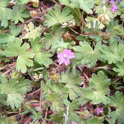 Dove&#8217;s-foot Crane&#8217;s-bill