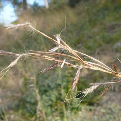 Blue-stem Grass