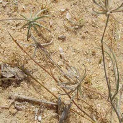 Goat’s Beard