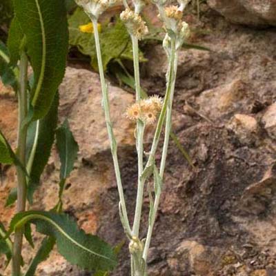 Jersey Cudweed