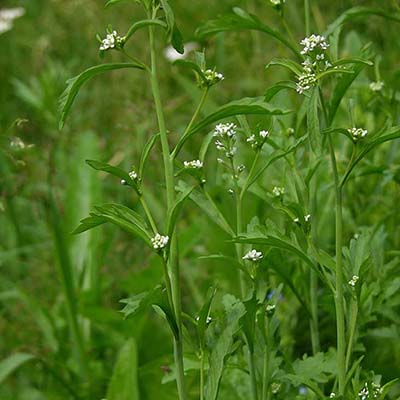 Garden Cress