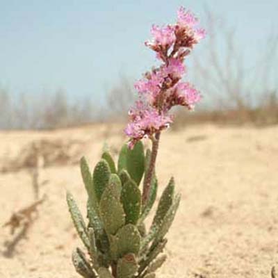 Sea Lavender