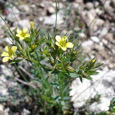 Rigid Flax