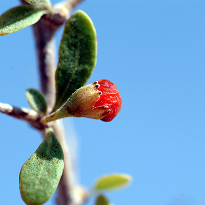 Desert Thorn