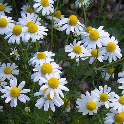 Wild Chamomile