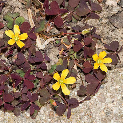 Creeping Sorrel