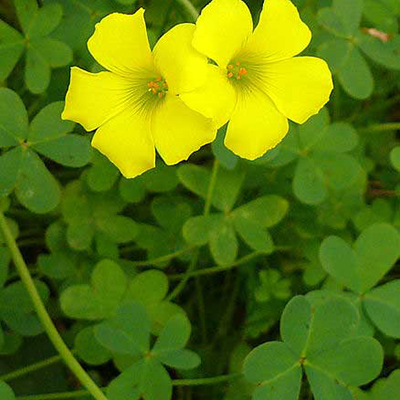 Bermuda Buttercup