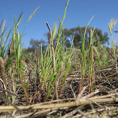 Curved Hard-grass