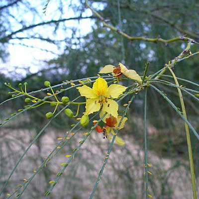 &#8216;Parkinsonia