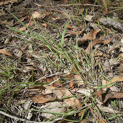 Yellow water Crown-grass