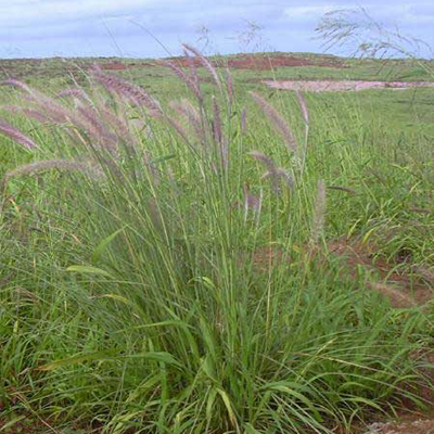 Fountain Grass