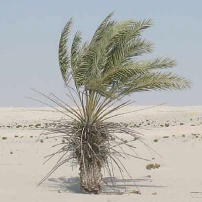 Date Palm